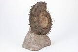 Toarcian Spiny Ammonite (Porpoceras) Fossil - France #211930-2